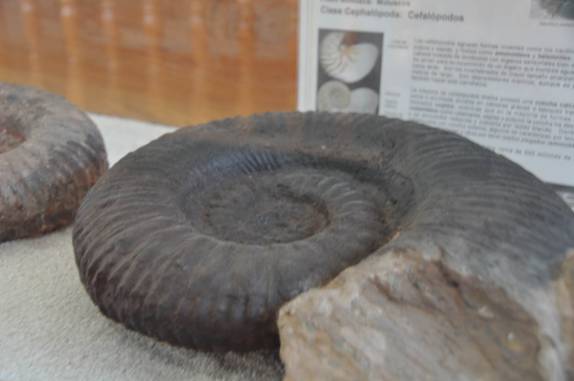 Fóssil marinho com mais de 100 milhões de anos em Villa de Leyva, na Colômbia